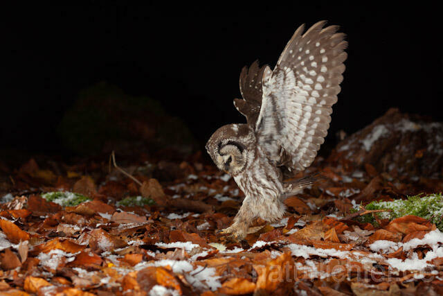 R10900 Raufußkauz beim Beutestoß, Tengmalm's Owl hunting - Christoph Robiller