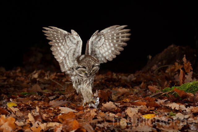 R10907 Raufußkauz beim Beutestoß, Tengmalm's Owl hunting - Christoph Robiller