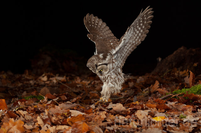 R10910 Raufußkauz beim Beutestoß, Tengmalm's Owl hunting - Christoph Robiller