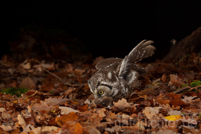 R10912 Raufußkauz mit Beute, Tengmalm's Owl with prey - Christoph Robiller