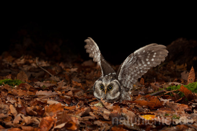 R10915 Raufußkauz beim Beutestoß, Tengmalm's Owl hunting - Christoph Robiller