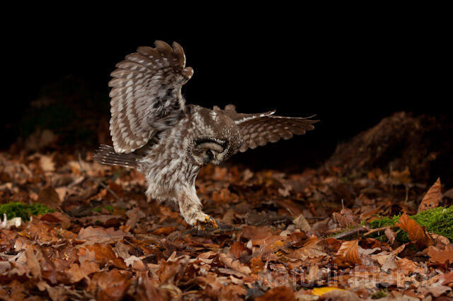 R10917 Raufußkauz beim Beutestoß, Tengmalm's Owl hunting - Christoph Robiller