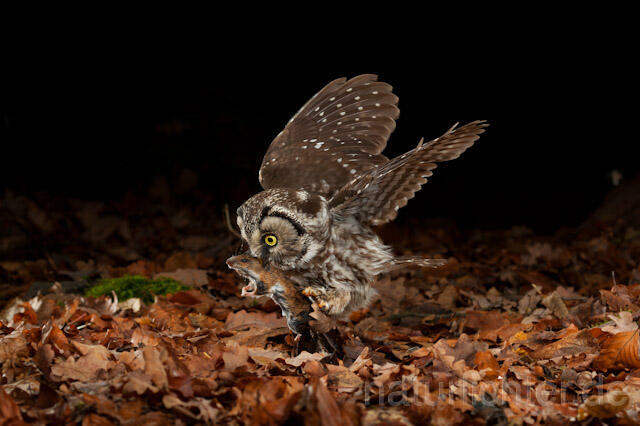 R10922 Raufußkauz mit Beute, Tengmalm's Owl with prey - Christoph Robiller