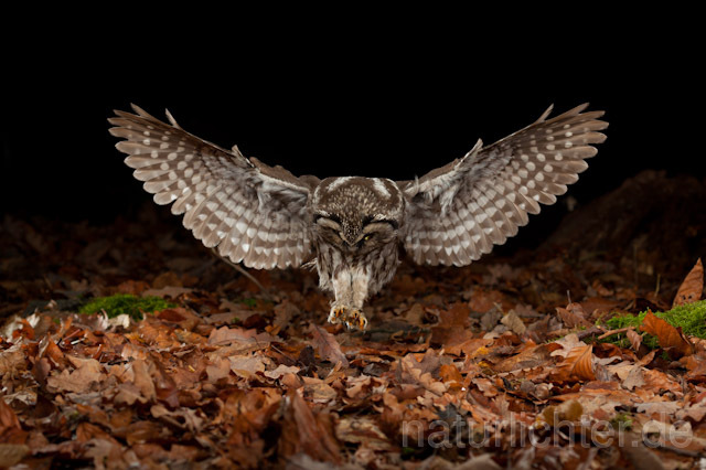 R10923 Raufußkauz beim Beutestoß, Tengmalm's Owl hunting - Christoph Robiller