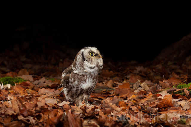 R10924 Raufußkauz, Tengmalm's Owl - Christoph Robiller