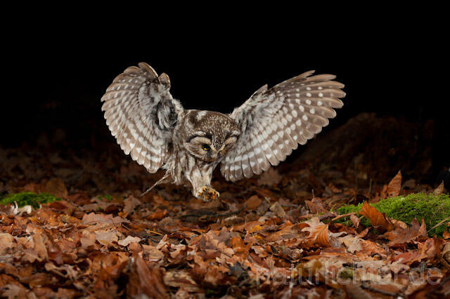 R10926 Raufußkauz beim Beutestoß, Tengmalm's Owl hunting - Christoph Robiller