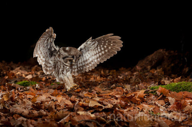 R10933 Raufußkauz beim Beutestoß, Tengmalm's Owl hunting - Christoph Robiller