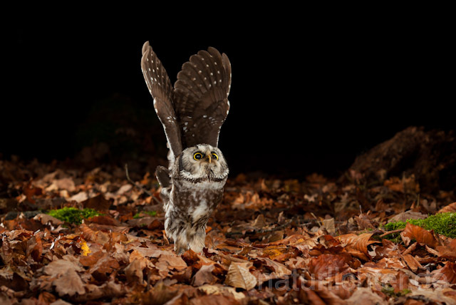 R10935 Raufußkauz beim Beutestoß, Tengmalm's Owl hunting - Christoph Robiller