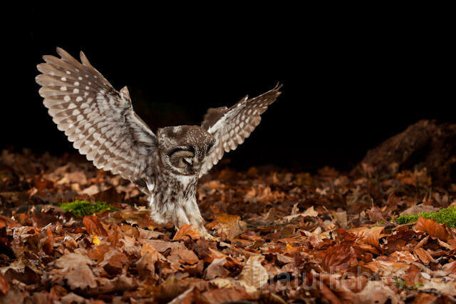 R10936 Raufußkauz beim Beutestoß, Tengmalm's Owl hunting - Christoph Robiller