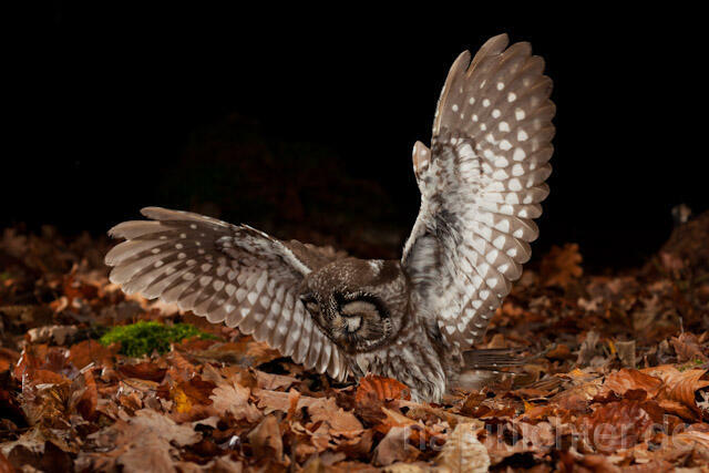 R10942 Raufußkauz beim Beutestoß, Tengmalm's Owl hunting - Christoph Robiller