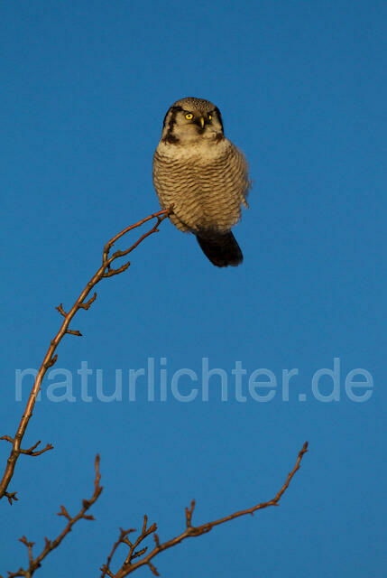R10954 Sperbereule, Hawk Owl - Christoph Robiller