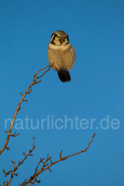 R10955 Sperbereule, Hawk Owl - Christoph Robiller