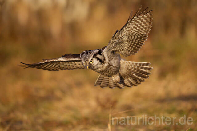 R10973 Sperbereule im Flug, Hawk Owl flying - Christoph Robiller