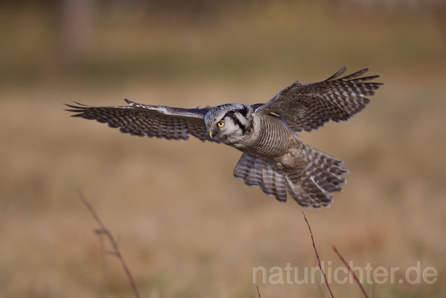R10977 Sperbereule im Flug, Hawk Owl flying - Christoph Robiller