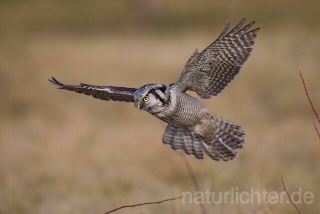 R10978 Sperbereule im Flug, Hawk Owl flying - Christoph Robiller
