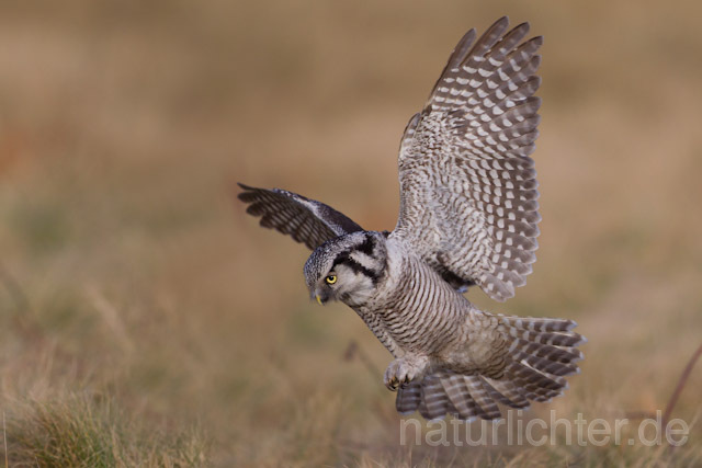 R10980 Sperbereule im Flug, Hawk Owl flying - Christoph Robiller