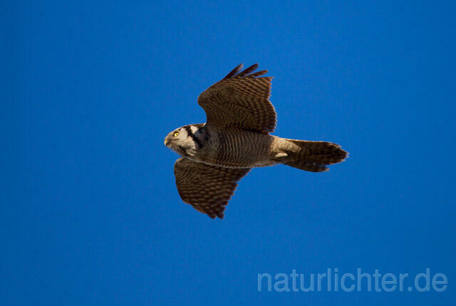 R10984 Sperbereule im Flug, Hawk Owl flying - Christoph Robiller
