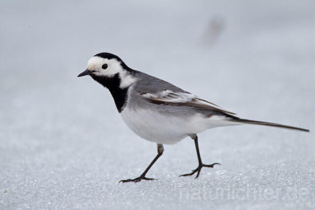 R11020 Bachstelze, White Wagtail - Christoph Robiller