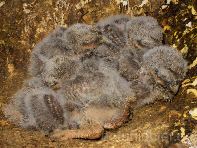 R11159 Steinkauz, Jungvögel in Höhle, Little Owl nestlings