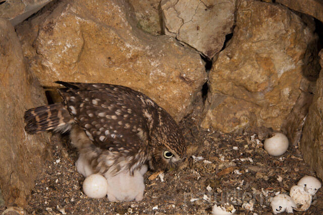 R11162 Steinkauz, Altvogel und Jungvögel am Brutplatz, Little Owl breeding