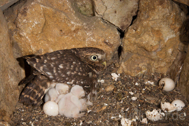 R11166 Steinkauz, Altvogel und Jungvögel am Brutplatz, Little Owl breeding