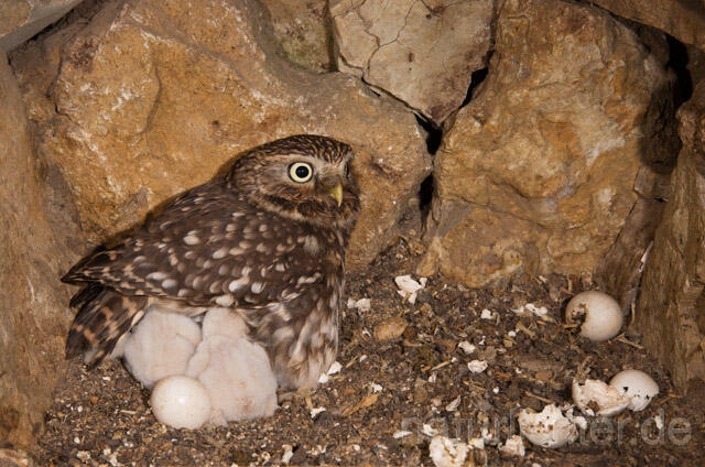 R11168 Steinkauz, Altvogel und Jungvögel am Brutplatz, Little Owl breeding