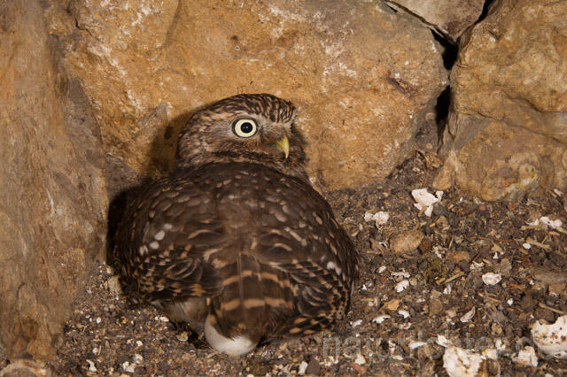 R11169 Steinkauz, Altvogel und Jungvögel am Brutplatz, Little Owl breeding