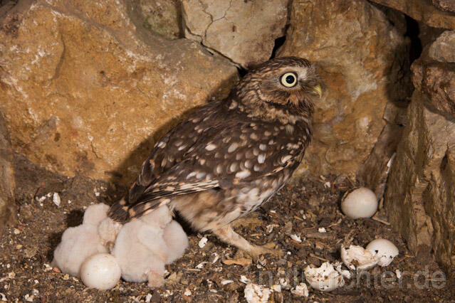 R11170 Steinkauz, Altvogel und Jungvögel am Brutplatz, Little Owl breeding