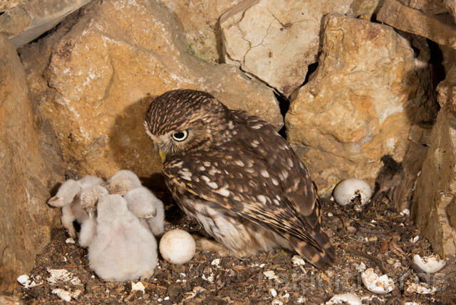 R11172 Steinkauz, Altvogel und Jungvögel am Brutplatz, Little Owl breeding