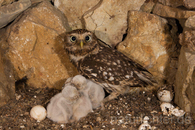 R11178 Steinkauz, Altvogel und Jungvögel am Brutplatz, Little Owl breeding - Christoph Robiller