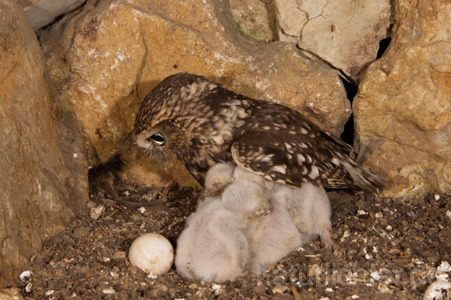 R11179 Steinkauz, Altvogel und Jungvögel am Brutplatz, Little Owl breeding - Christoph Robiller