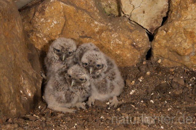 R11215 Steinkauz, Jungvögel am Brutplatz, Little Owl breeding - Christoph Robiller
