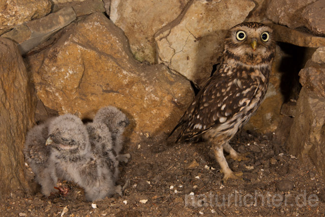 R11219 Steinkauz, Altvogel und Jungvögel am Brutplatz, Little Owl breeding - Christoph Robiller