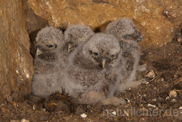 R11221 Steinkauz, Jungvögel in Höhle, Little Owl nestlings - Christoph Robiller