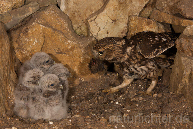 R11223 Steinkauz, Altvogel und Jungvögel am Brutplatz, Little Owl breeding - Christoph Robiller