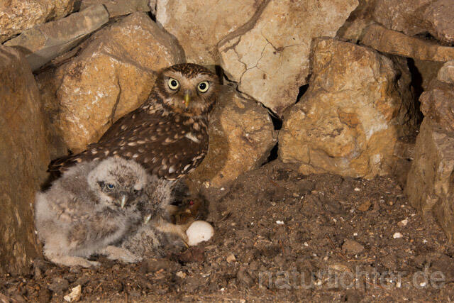 R11228 Steinkauz, Altvogel und Jungvögel am Brutplatz, Little Owl breeding - Christoph Robiller