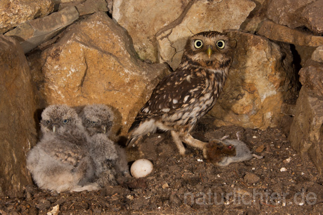 R11231 Steinkauz, Altvogel und Jungvögel am Brutplatz, Little Owl breeding - Christoph Robiller