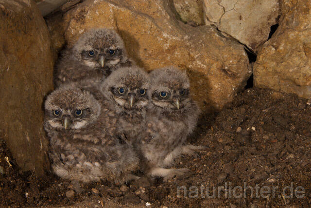 R11232 Steinkauz, Jungvögel in Höhle, Little Owl nestlings