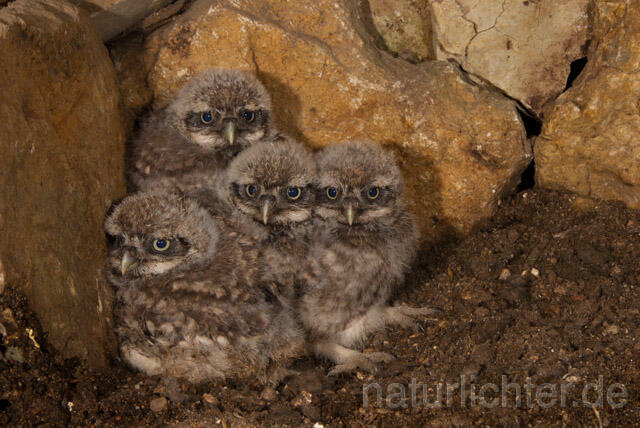 R11233 Steinkauz, Jungvögel in Höhle, Little Owl nestlings