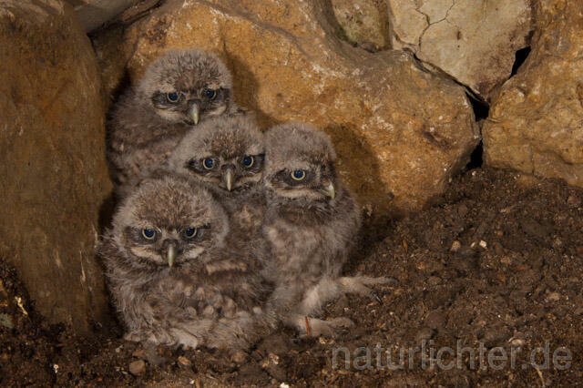 R11234 Steinkauz, Jungvögel in Höhle, Little Owl nestlings - Christoph Robiller
