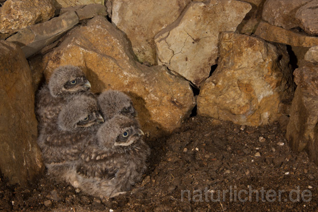 R11235 Steinkauz, Jungvögel in Höhle, Little Owl nestlings - Christoph Robiller