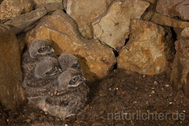 R11235 Steinkauz, Jungvögel in Höhle, Little Owl nestlings