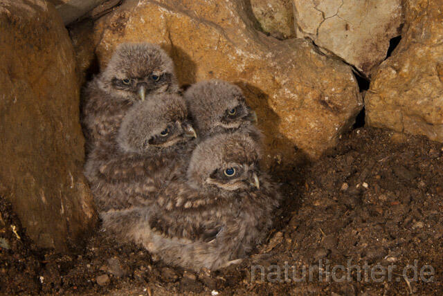 R11236 Steinkauz, Jungvögel in Höhle, Little Owl nestlings