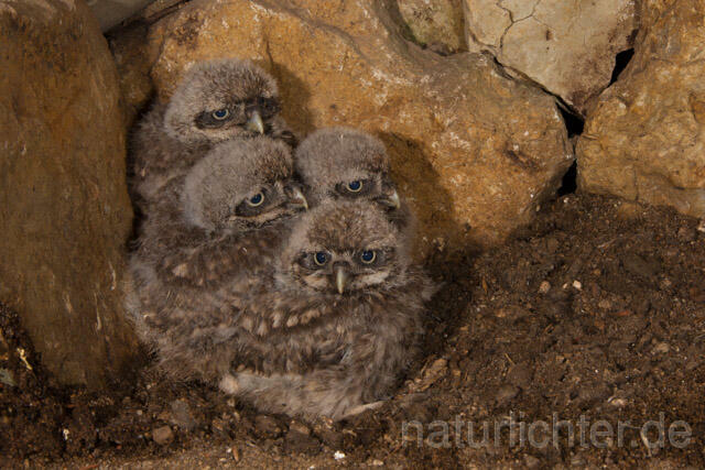 R11237 Steinkauz, Jungvögel in Höhle, Little Owl nestlings