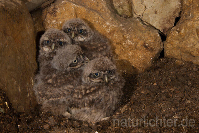 R11238 Steinkauz, Jungvögel in Höhle, Little Owl nestlings