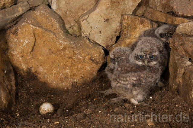 R11239 Steinkauz, Jungvögel in Höhle, Little Owl nestlings - Christoph Robiller