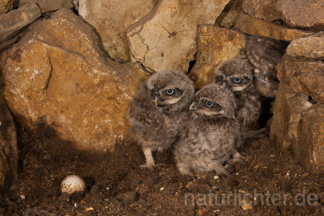 R11240 Steinkauz, Jungvögel in Höhle, Little Owl nestlings - Christoph Robiller