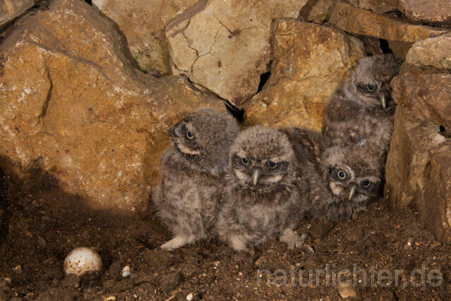 R11242 Steinkauz, Jungvögel in Höhle, Little Owl nestlings