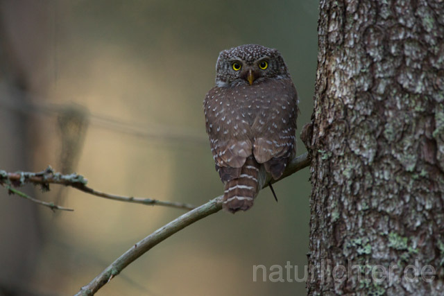 R11325 Sperlingskauz, Eurasian pygmy owl - Christoph Robiller