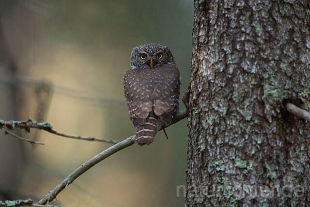 R11326 Sperlingskauz, Eurasian pygmy owl - Christoph Robiller